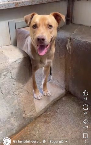 Il dolce Freesby cerca casa cane in adozione - Foto 8