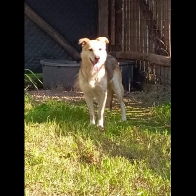 CALLAS TRANQUILLA E COCCOLONA CAGNOLINA IN ADOZIONE - Foto 4