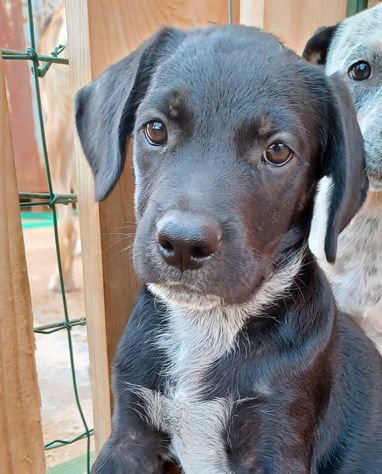 Milo e Ricky dolcissimi cuccioli in adozione - Foto 3