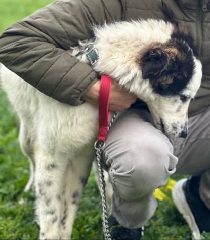 Il dolce Snoopy cerca la sua famiglia questa volta per sempre - Foto 4