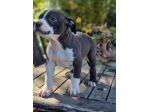 Cuccioli femmine e maschi Amstaff