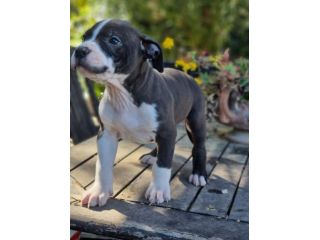 Cuccioli femmine e maschi Amstaff