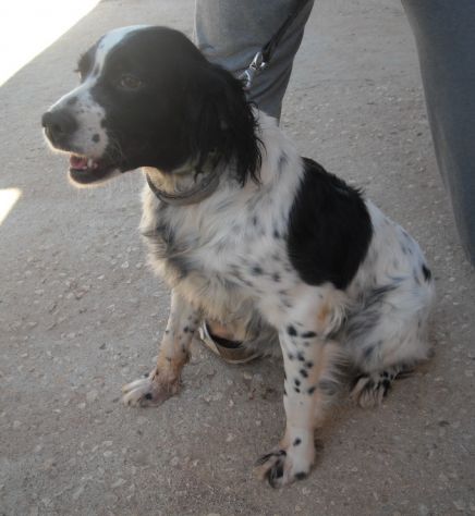 DIANA, splendida setter - Foto 2