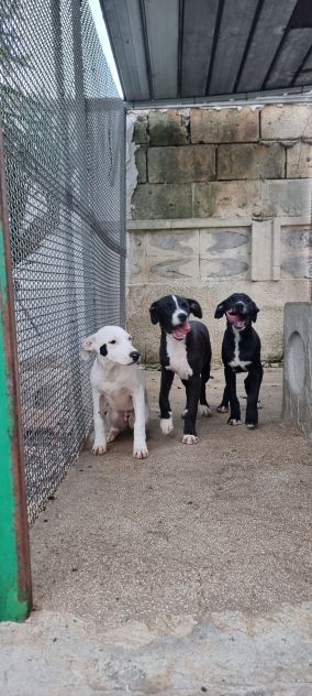 Cuccioli Amstaff 250 a Lecce in Puglia - Foto 4