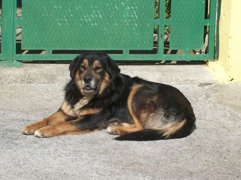 GORO E PIRU', splendidi cani in pericolo! - Foto 2