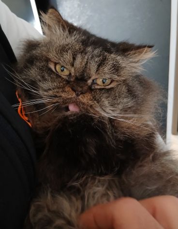 Gatto persiano femmina