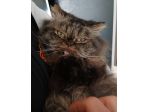 Gatto persiano femmina