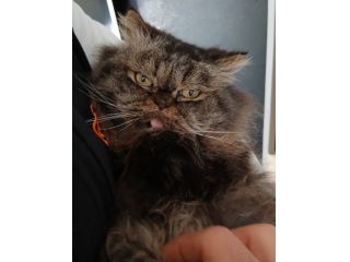 Gatto persiano femmina