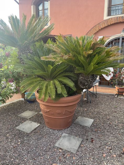 Grande Cycas Revoluta ornamentale adulta - Foto 4