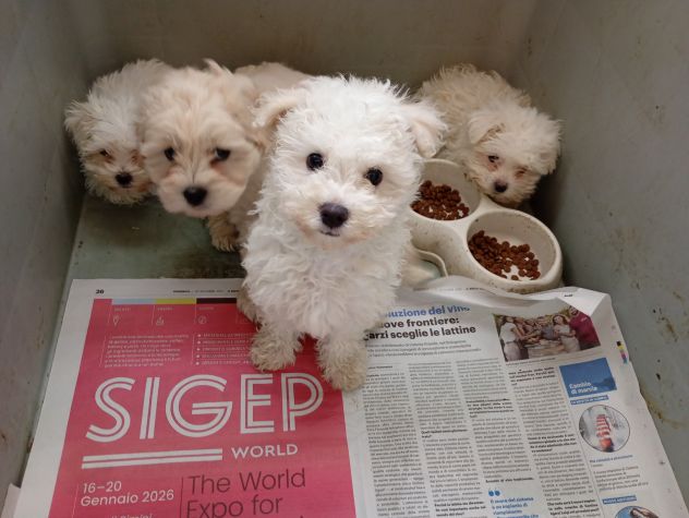 Cucciolata Maltese taglia piccola - Foto 2