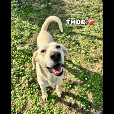 THOR DOLCISSIMO,  SOCIEVOLE, BRAVO AL GUINZAGLIO CANE IN ADOZIONE TG MEDIA - Foto 2