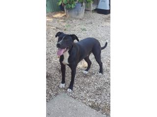 Dyami dolcissimo incrocio pitbull