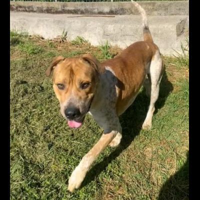 CASPER ALLERGRO E SOCIEVOLE; CANE IN ADOZIONE