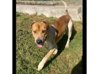 CASPER ALLERGRO E SOCIEVOLE; CANE IN ADOZIONE