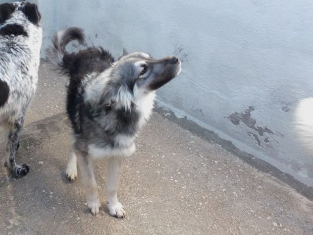 Zenzero cagnolino carinissimo - Foto 4