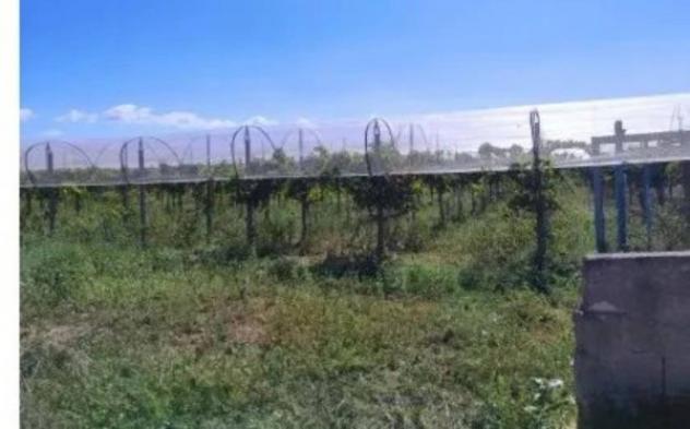Immobile in asta di 15000 m² in vendita a Licodia Eubea - Foto 10