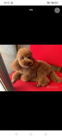 Barboncino Toy Red