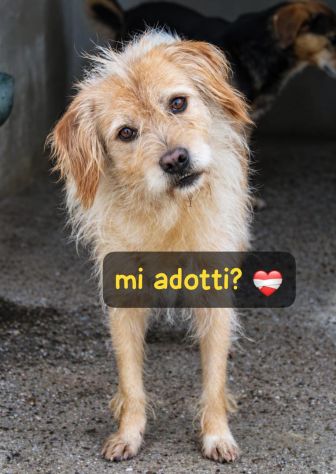 ZUCCHERO 6 ANNI 15 KG - Foto 4