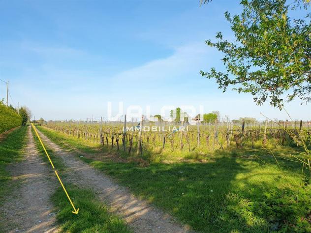 PODERE AGRICOLO DI HA 14.5 CON CASA COLONICA E SERVIZI - Foto 6