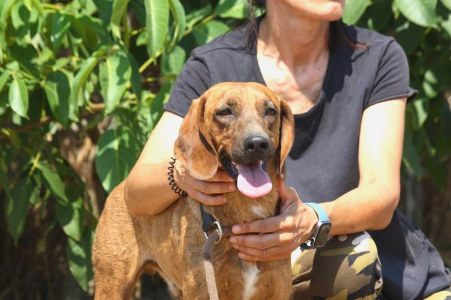 Giordan 2 anni, segugio taglia contenuta in attesa di una famiglia.