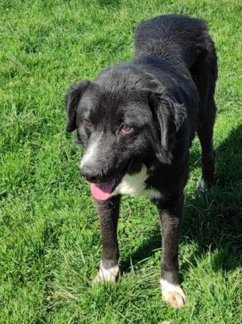BENNY DOLCE E RISERVATO CAGNOLINO IN ADOZIONE - Foto 9