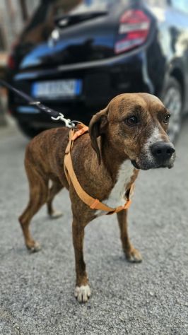 Luce: giovane segugina dolce e socievole - Foto 3