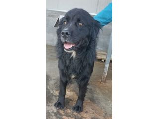 CANE IN ADOZIONE: NADAL
