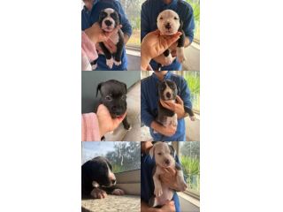 Cuccioli pitbull