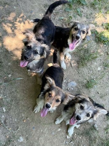 3 cuccioli di TAGLIA PICCOLA incredibilmente dolci! - Foto 8