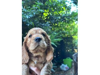 Cuccioli Cocker colore fulvo