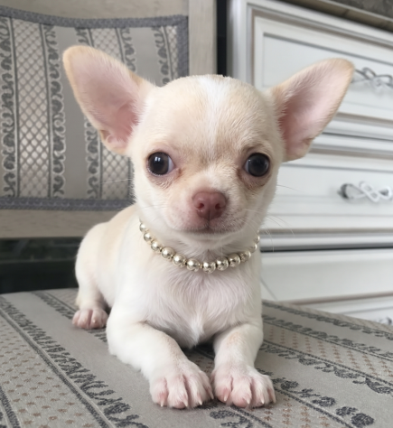 Chihuahua toy manto bianco - chiwawa