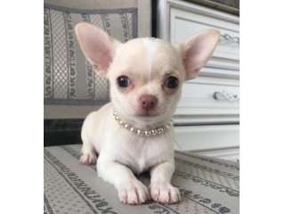 Chihuahua toy manto bianco - chiwawa