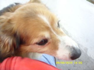 TOMMY, adozione del cuore
