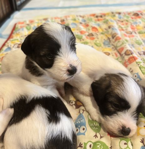 Cuccioli di Jack Russell Terrier - Foto 4