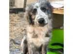 ERIN MERAVIGLIOSA CUCCIOLA IN ADOZIONE