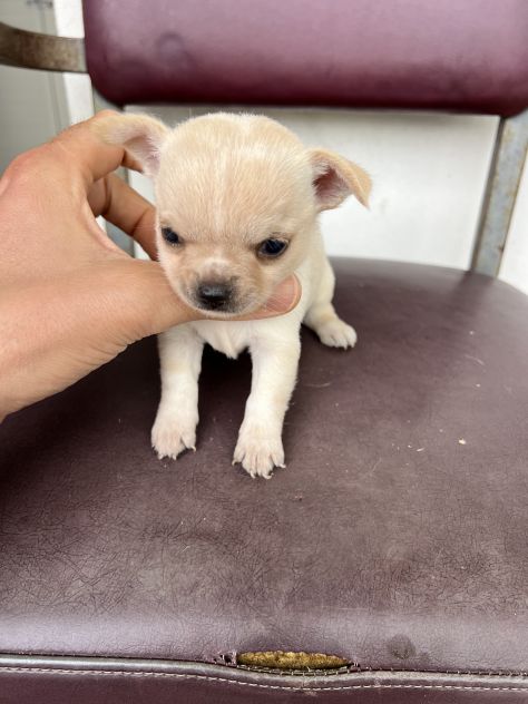 Chihuahua Toy Femmina