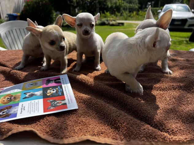 Cuccioli di Chihuahua Toy - Foto 2