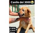 SENZA NOME, SOLO UN NUMERO 380260, TRA TANTI,  CAGNOLINA IN ADOZIONE