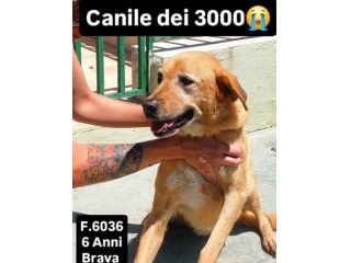 SENZA NOME, SOLO UN NUMERO 380260, TRA TANTI, CAGNOLINA IN ADOZIONE