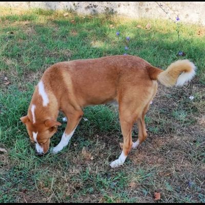 DOLCI GIOVIALI CAGNOLINI IN ADOZIONE - Foto 8