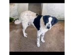 GIOBBE LO SGUARDO DELLA RASSEGNAZIONE. CAGNOLINO IN ADOZIONE