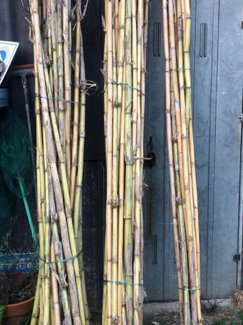 Vendo canne comuni Arundo Donnax e canne di Bambù - provincia Torino - Foto 4