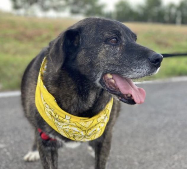 Igor per 10 anni tenuto da solo in una campagna - Foto 4