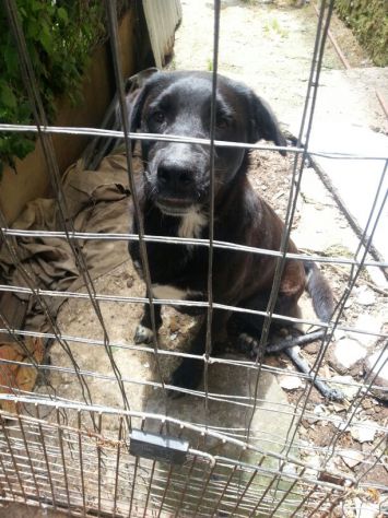 Meraviglioso cucciolone mix labrador - Foto 3