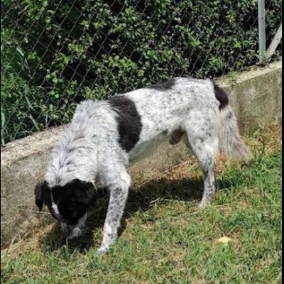 ESCAPE DOLCE E DISCRETO: CANE IN ADOZIONE TG MEDIA - Foto 10