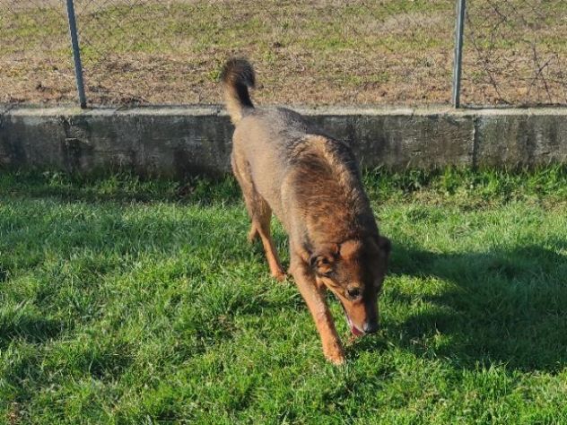GIOI CANE IN ADOZIONE - Foto 4