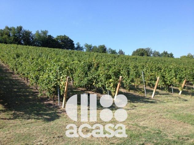 AZIENDA AGRICOLA SAN CARLO - Foto 5