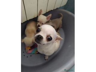 Regalo Cuciuoli di chihuahua maschietti e femminucce