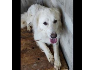 MATISSE, avvilito dal canile. CANE IN ADOZIONE