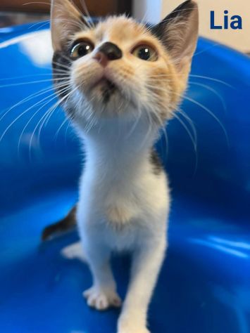 Tanti gattini meravigliosi cercano famiglia - Foto 6